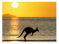 australia kenguru 2