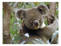 australia koala 1